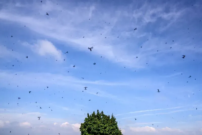 سماء زرقاء تعج بحشرات الحب السوداء، تتجمع حول شجرة، مما يعكس تفشيها في كوريا الجنوبية بسبب تغير المناخ.