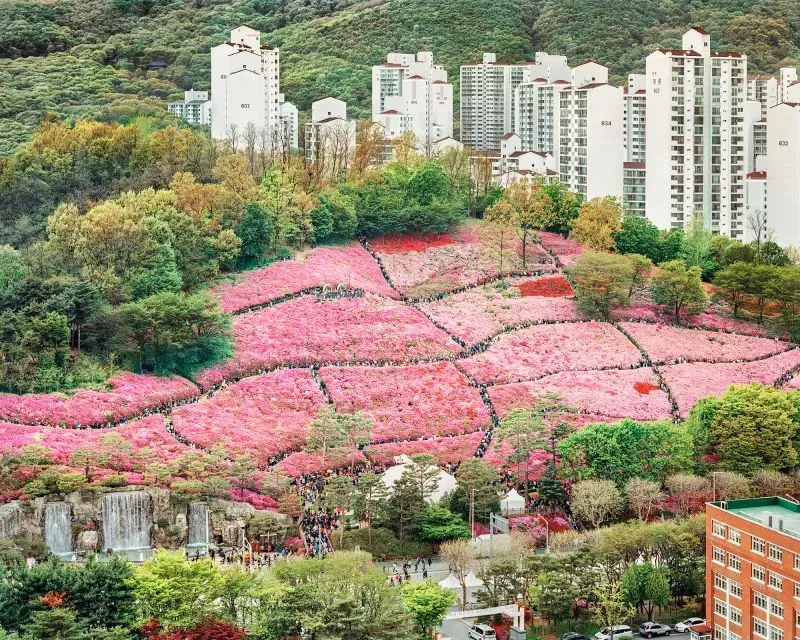 تظهر الصورة تلة مغطاة بأزهار أزاليا وردية زاهية، محاطة بمباني سكنية حديثة، مع تجمعات للزوار يستمتعون بجمال الطبيعة.