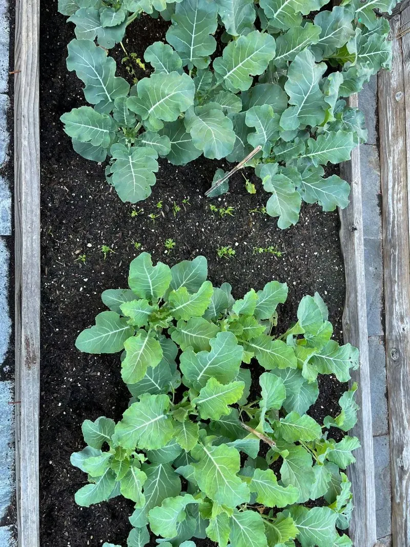 حديقة شتوية تحتوي على نباتات البروكلي والقرنبيط، مزروعة في أسرة مرتفعة، تعكس اتجاهًا متزايدًا نحو البستنة الذاتية في ظل ارتفاع تكاليف الغذاء.