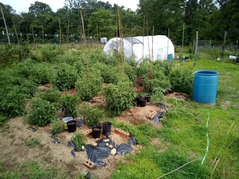 حديقة شتوية مزروعة بالخضروات، تشمل البروكلي والقرنبيط، مع دفيئة صغيرة في الخلفية، تعكس جهود البستنة الذاتية بعد الانتخابات.