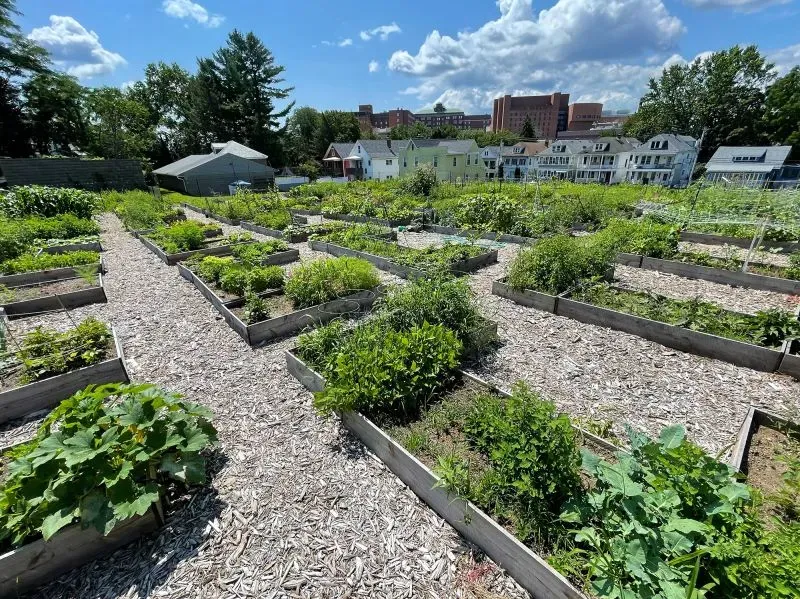حديقة مجتمعية مزدهرة تحتوي على أسرة مرتفعة مليئة بالنباتات الخضراء، مع منازل خلفية ومباني في الخلفية، تعكس اتجاهًا متزايدًا نحو الزراعة الذاتية.